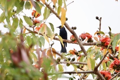 Dicrurus hottentottus