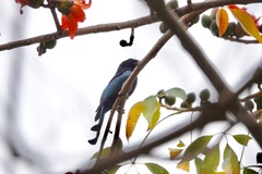 Dicrurus hottentottus