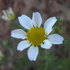 Anacyclus