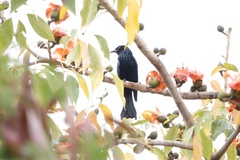 Dicrurus hottentottus