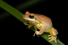 Litoria revelata