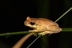 Litoria revelata