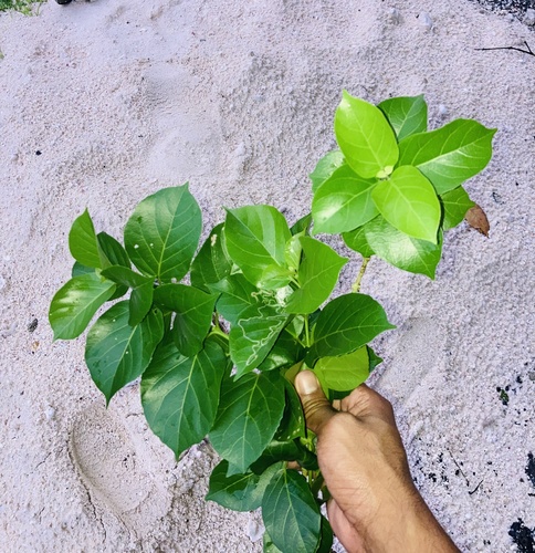 Premna serratifolia observed 2023-02-07