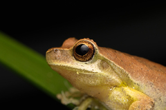 Litoria revelata