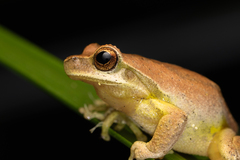 Litoria revelata