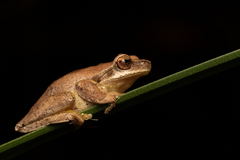 Litoria revelata