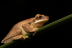 Litoria revelata