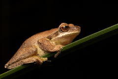 Litoria revelata
