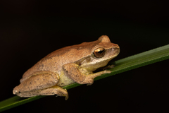 Litoria revelata