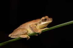 Litoria revelata
