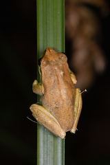 Litoria revelata