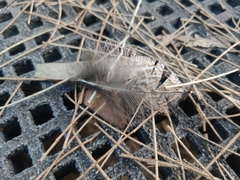Podargus strigoides