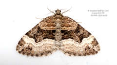 Xanthorhoe biriviata