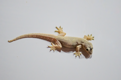 Hemidactylus platyurus