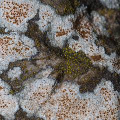 Flavoplaca