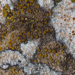 Flavoplaca