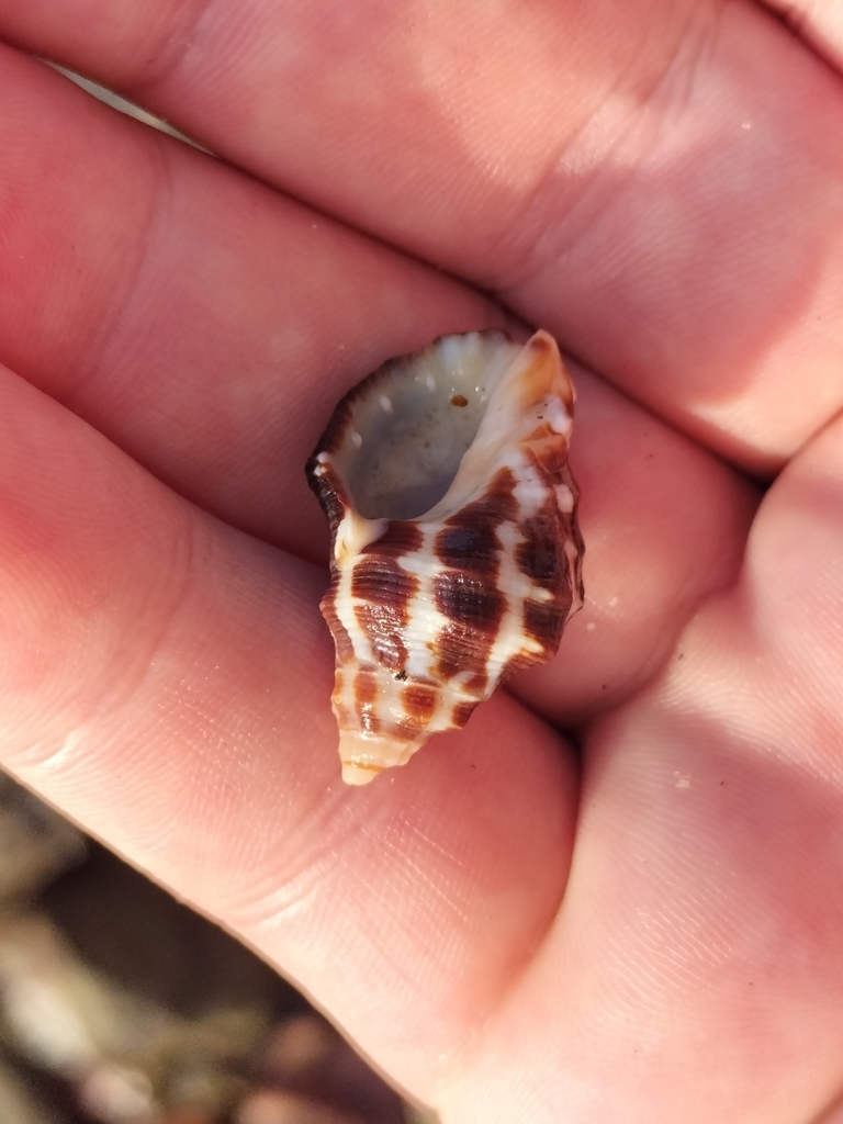 Bituberculate rock shell