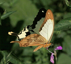 Papilio dardanus