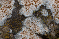 Flavoplaca