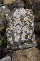 Flavoplaca