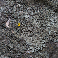 Phaeophyscia hirsuta