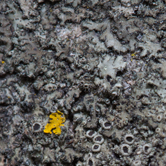 Phaeophyscia hirsuta