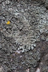 Phaeophyscia hirsuta