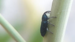 Aulacobaris