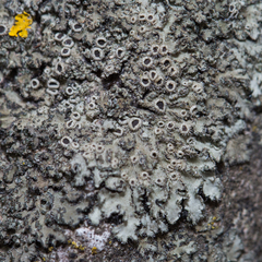 Phaeophyscia hirsuta