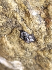 Microeuraphia withersi