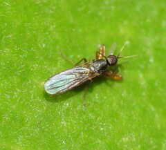 Hybotidae
