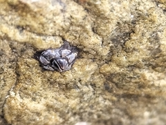 Microeuraphia withersi