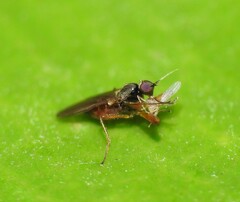 Hybotidae