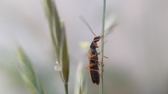 Rhagonycha lignosa