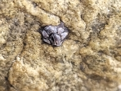 Microeuraphia withersi