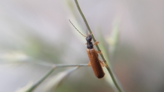 Rhagonycha lignosa