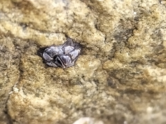 Microeuraphia withersi