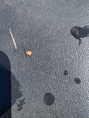 Amblyomma hebraeum