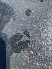 Amblyomma hebraeum