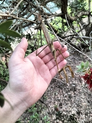 Archimantis latistyla