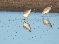 Calidris himantopus