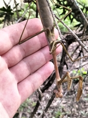 Archimantis latistyla