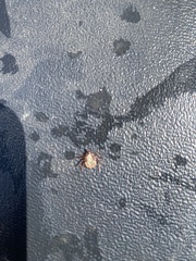 Amblyomma hebraeum