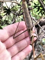 Archimantis latistyla
