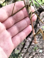 Archimantis latistyla