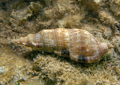 Colubraria