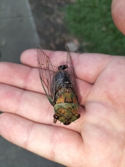 Macrotristria sylvara