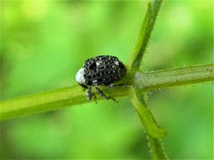 Cionus scrophulariae