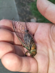 Macrotristria sylvara