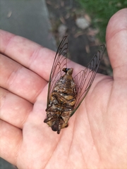 Macrotristria sylvara